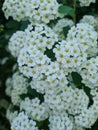 The spectacular white spring blossoms of Spiraea Ãâ vanhouttei & x28;Vanhoutte Spirea& x29;